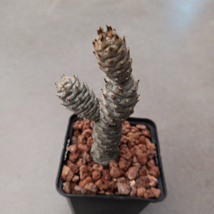 Tephrocactus articulatus var. Diadematus