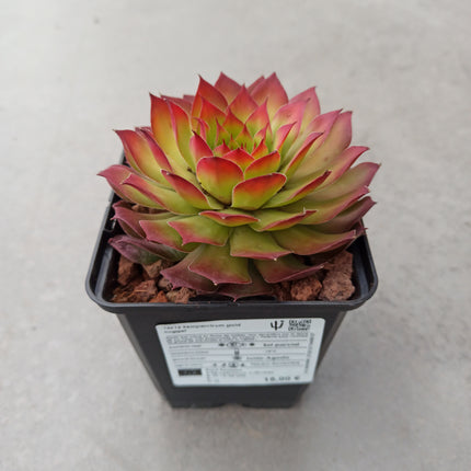 Sempervivum-Goldnugget „S“ und „M“