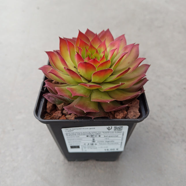 Sempervivum gold nugget 'S' y 'M'
