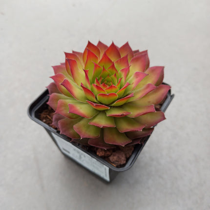 Sempervivum-Goldnugget „S“ und „M“