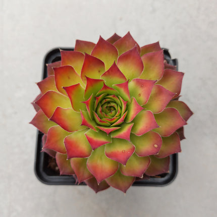 Sempervivum-Goldnugget „S“ und „M“
