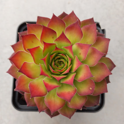 Sempervivum-Goldnugget „S“ und „M“