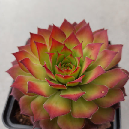 Sempervivum-Goldnugget „S“ und „M“