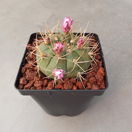 Gymnocalycium hossei