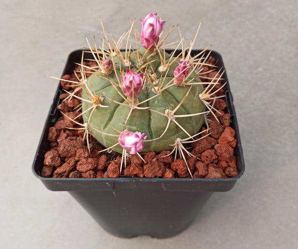 Gymnocalycium hossei – DesertSTORE.es