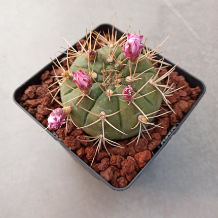 Gymnocalycium hossei