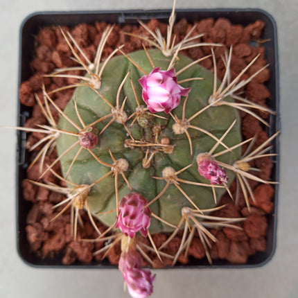 Gymnocalycium hossei