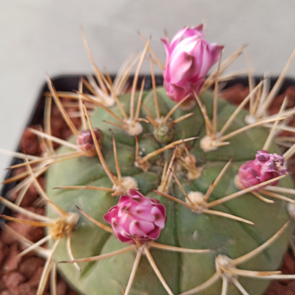 Gymnocalycium hossei