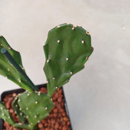 Opuntia jamaicensis