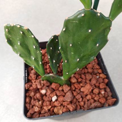 Opuntia jamaicensis