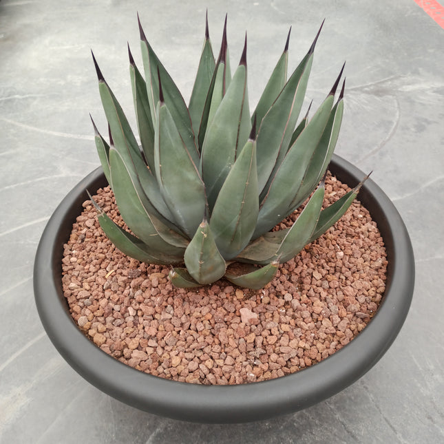 Agave x nigra - DesertSTORE.es