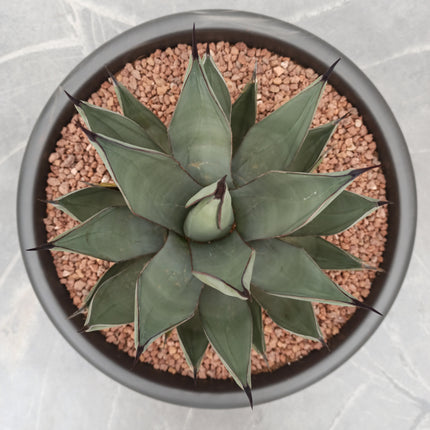 Agave x nigra - DesertSTORE.es