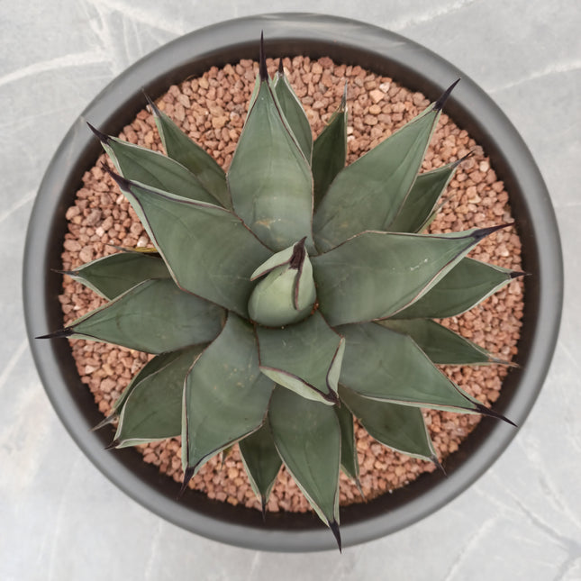 Agave x nigra - DesertSTORE.es