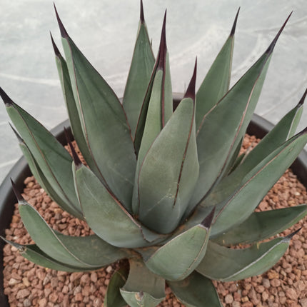 Agave x nigra - DesertSTORE.es