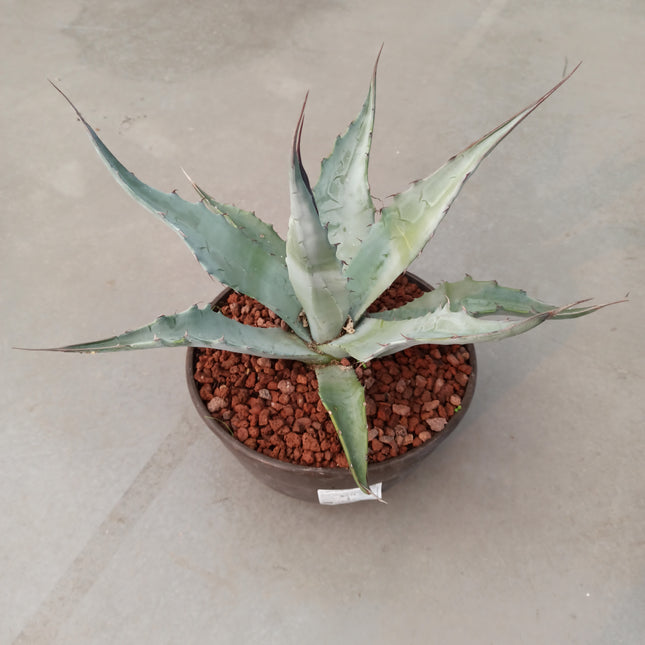 Agave gentryi 'Jaws' 'Tarrina' (26 cm diámetro)