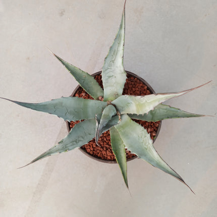 Agave gentryi 'Jaws' 'Tarrina' (26 cm diámetro)