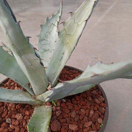 Agave gentryi 'Jaws' 'Tarrina' (26 cm diámetro)