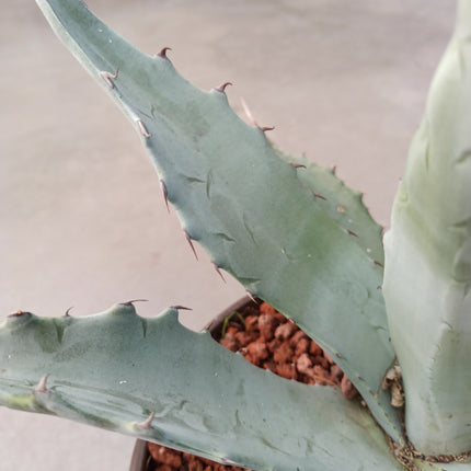 Agave gentryi 'Jaws' 'Tarrina' (26 cm diámetro)