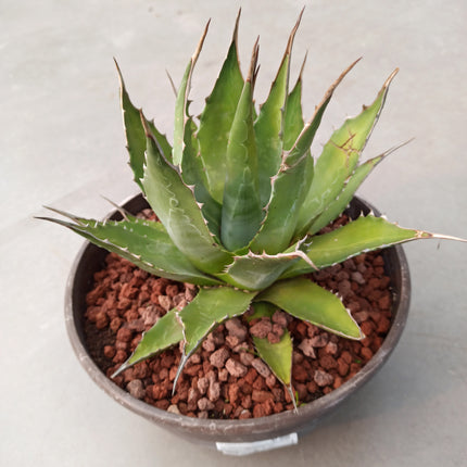 Agave montana 'Tarrina' (26 cm diámetro)