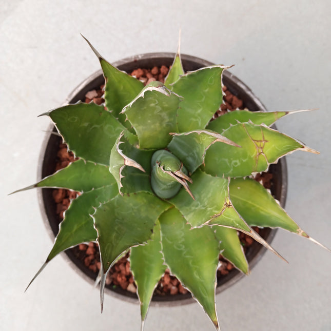 Agave montana 'Tarrina' (26 cm diámetro)