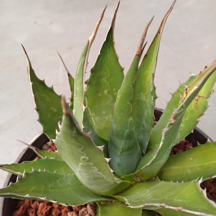 Agave montana 'Tarrina' (26 cm diámetro)