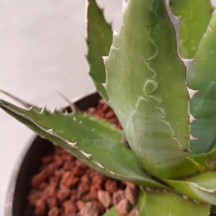 Agave montana 'Tarrina' (26 cm diámetro)