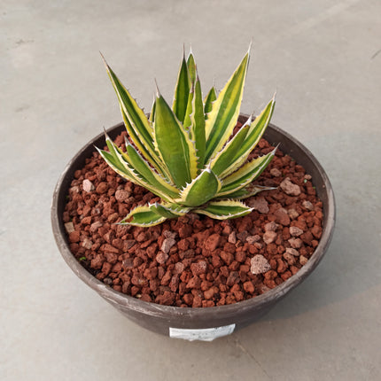 Agave lopantha f. quadricolor 'Tarrina' (26 cm diámetro)