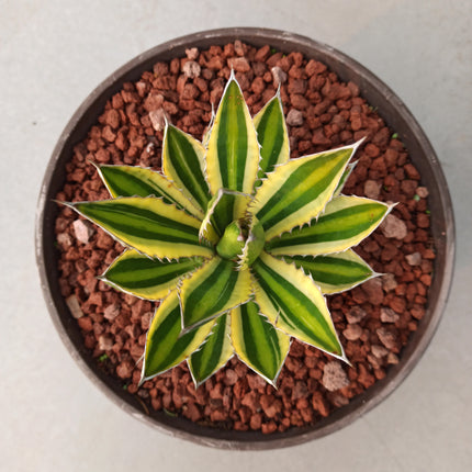 Agave lopantha f. quadricolor 'Tarrina' (26 cm diámetro)