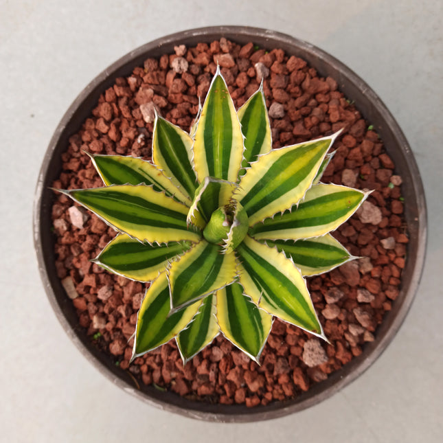 Agave lopantha f. quadricolor 'Tarrina' (26 cm diámetro)