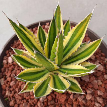 Agave lopantha f. quadricolor 'Tarrina' (26 cm diámetro)