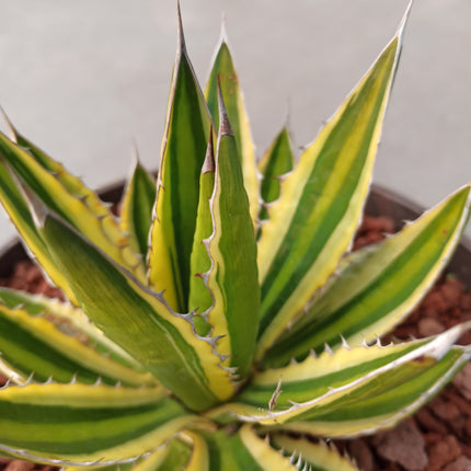 Agave lopantha f. quadricolor 'Tarrina' (26 cm diámetro)