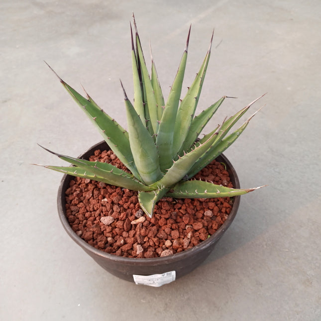 Agave parrasana cv. Meat Claw 'Tarrina' (26 cm diámetro)