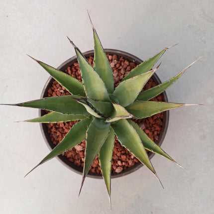 Agave parrasana cv. Meat Claw 'Tarrina' (26 cm diámetro)