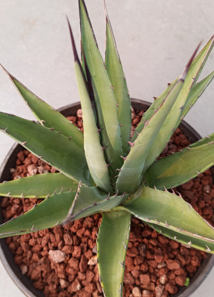 Agave parrasana cv. Meat Claw 'Tarrina' (26 cm diameter)