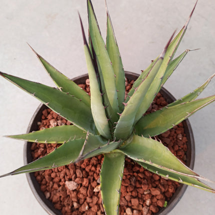 Agave parrasana cv. Meat Claw 'Tarrina' (26 cm diámetro)