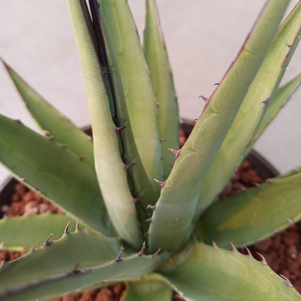 Agave parrasana cv. Meat Claw 'Tarrina' (26 cm diámetro)