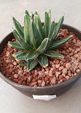 Agave ferdinandi-regis (king fernando agave) 'Tarrina'