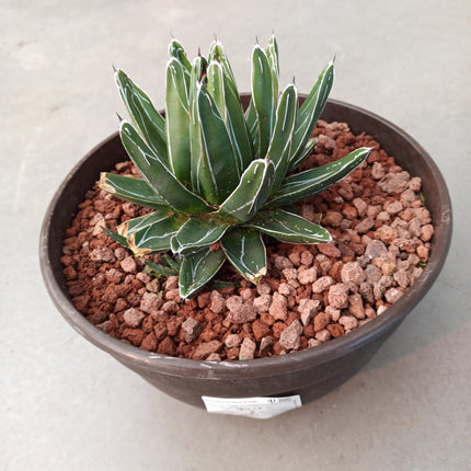 Agave ferdinandi-regis (king fernando agave) 'Tarrina'