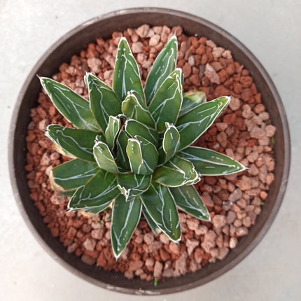 Agave ferdinandi-regis (king fernando agave) 'Tarrina'