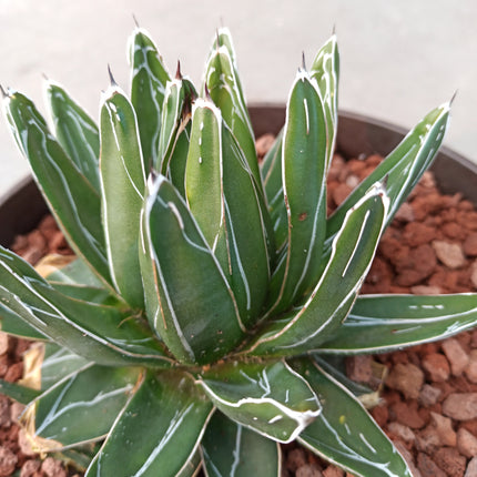 Agave ferdinandi-regis (king fernando agave) 'Tarrina'
