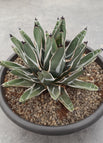Tub (40 cm diameter)