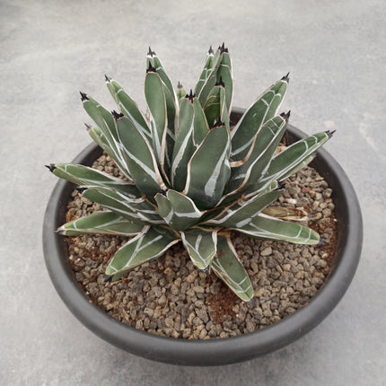 Agave ferdinandi-regis (king fernando agave) 'Tarrina'