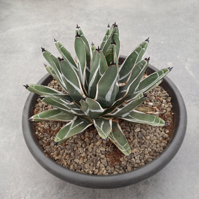 Agave ferdinandi-regis (agave rey fernando) 'Tarrina'
