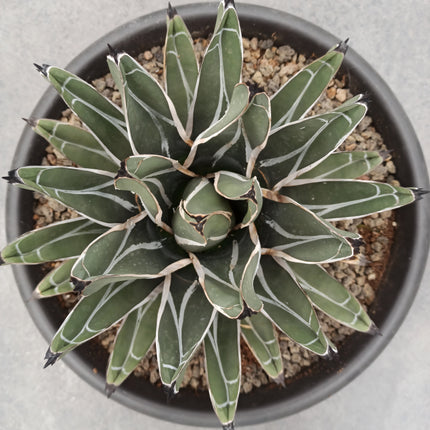 Agave ferdinandi-regis (king fernando agave) 'Tarrina'