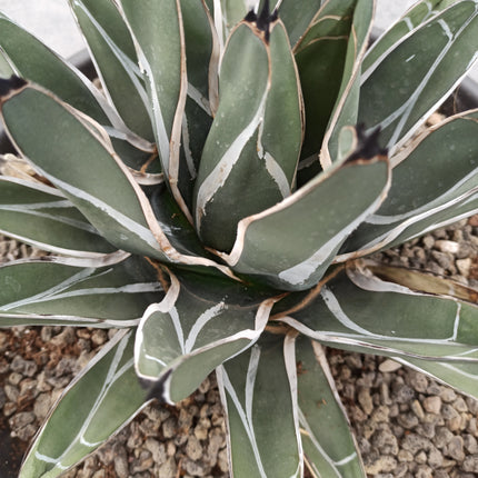 Agave ferdinandi-regis (king fernando agave) 'Tarrina'