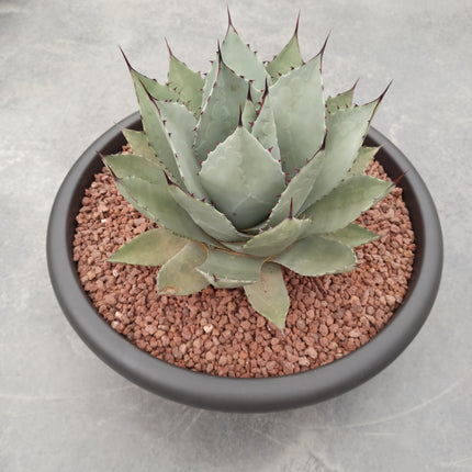 Agave parryi 'Tarrina' and 'L'