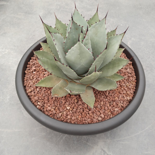 Agave parryi 'Tarrina' y 'L'