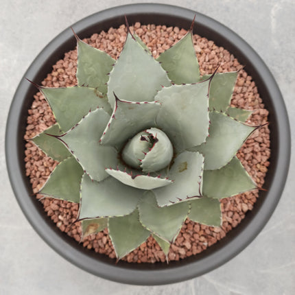 Agave parryi 'Tarrina' and 'L'