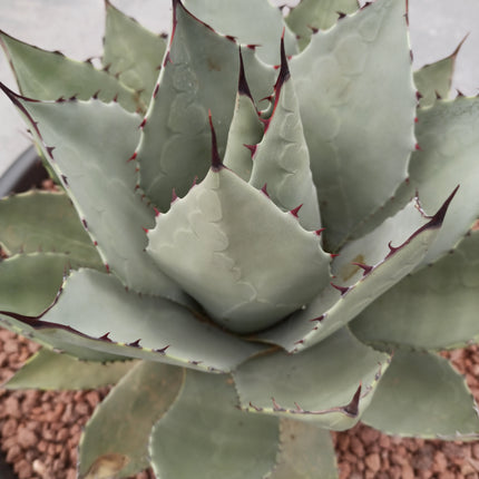 Agave parryi 'Tarrina' and 'L'