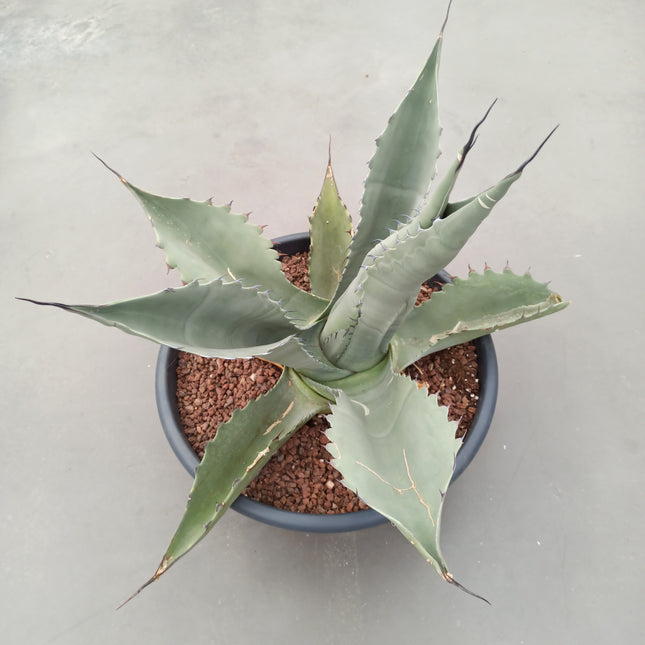 Agave ferox 'Tarrina' (26 cm diámetro)